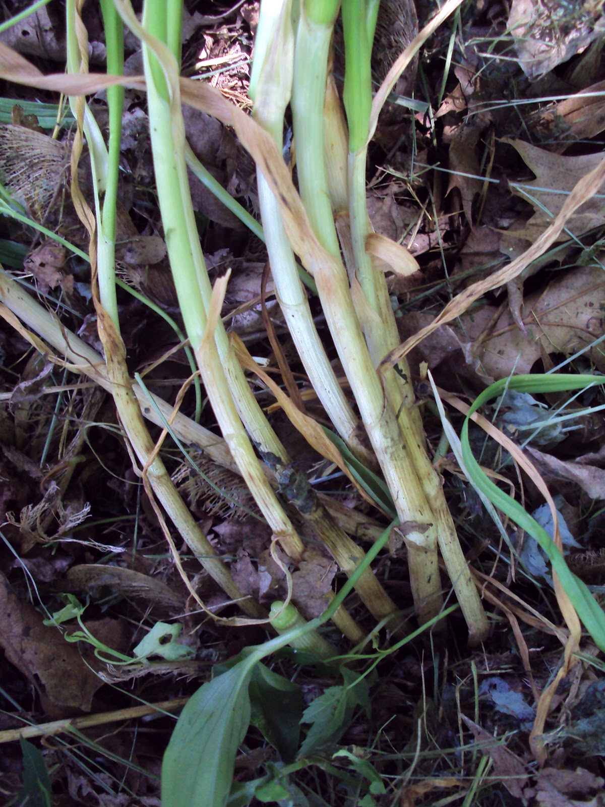 Missouri Survival Scallions Wild Green Onions