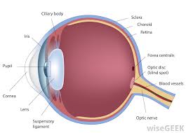 Retina Scanner or Iris Scanner - What does Retina Scanner or Iris