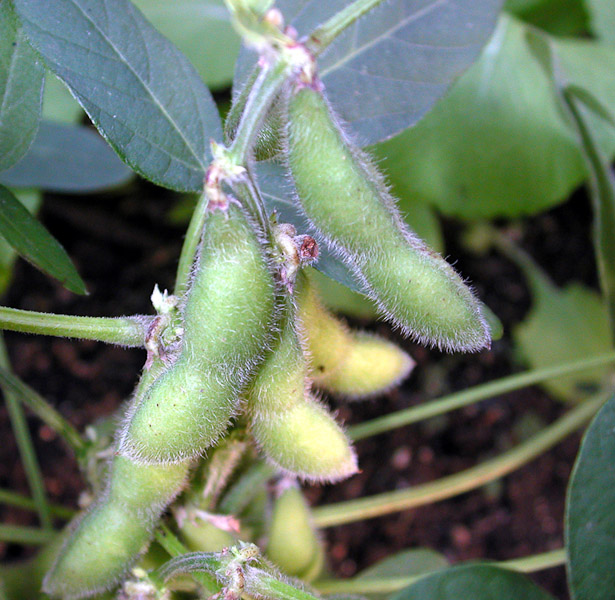 Soybeans Good for Body and Soil Hawaii Horticulture