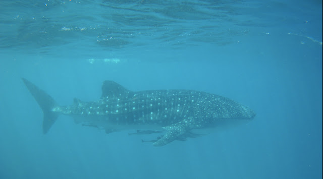 Ningaloo whaleshark swim