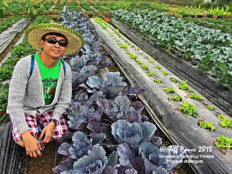 Bisayang Manlalakbay around the Philippines Vegetable & Flower Farm in La Trinidad, Benguet