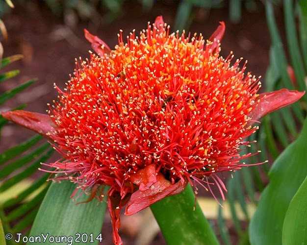 Natures World of Wonder Paintbrush Lily (Scadoxus puniceus)