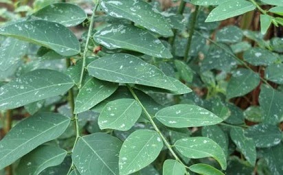 manfaat daun katuk untuk ibu menyusui,daun katuk untuk pria,katuk untuk ibu hamil,untuk bayi,untuk rambut,katuk untuk asi,katuk resep,katuk in english, manfaat daun katuk untuk ibu menyusui,daun katuk untuk pria,katuk untuk ibu hamil,untuk bayi,untuk rambut,katuk untuk asi,katuk resep,katuk in english,