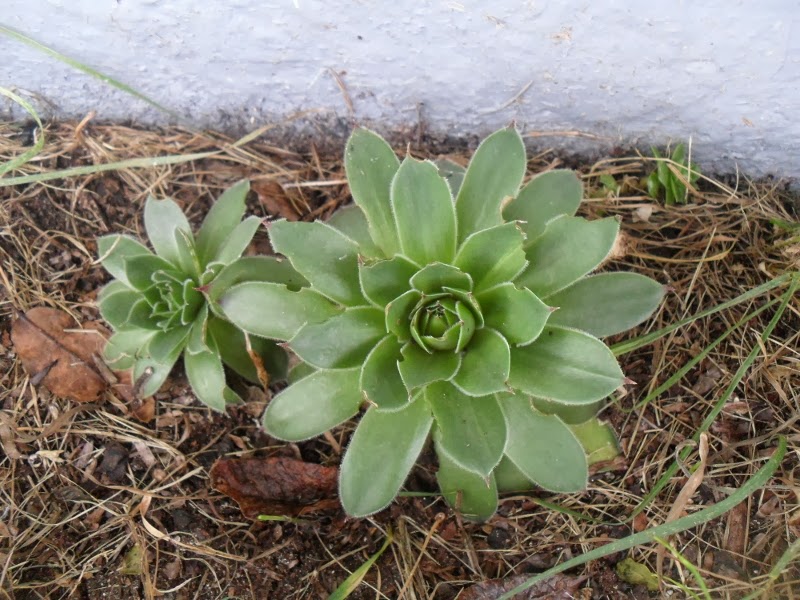 Bills Garden Tips Dividing Succulents