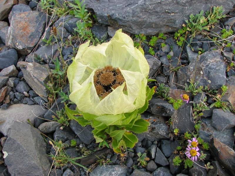 Manfaat Bunga Snow Lotus atau Teratai Salju (Saussurea Involucrate) Manfaat Bunga Snow Lotus atau Teratai Salju Manfaat Bunga Snow Lotus atau Teratai Salju (Saussurea Involucrate)