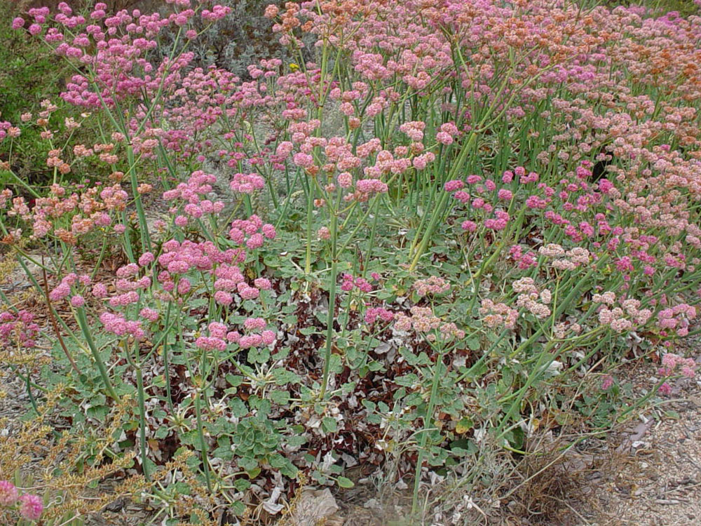 Mother Nature's Backyard A Waterwise Garden Plant of the Month