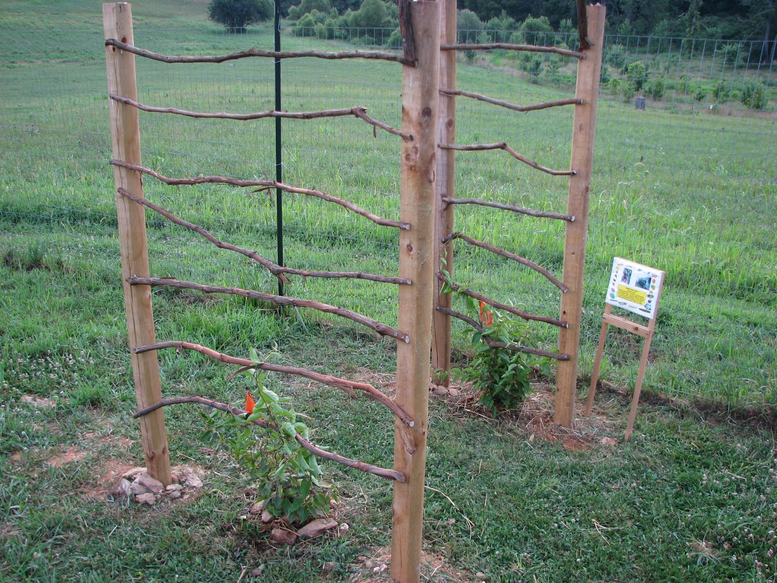 Grow It Eat It Grow It Eat It Demonstration Garden Update Carroll