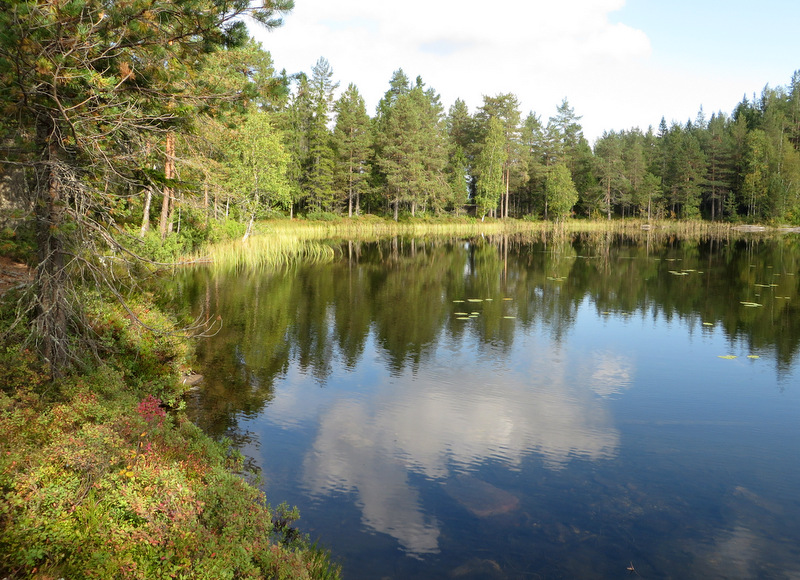 Fjällripans blogg: Skogspromenad runt Bergsjön