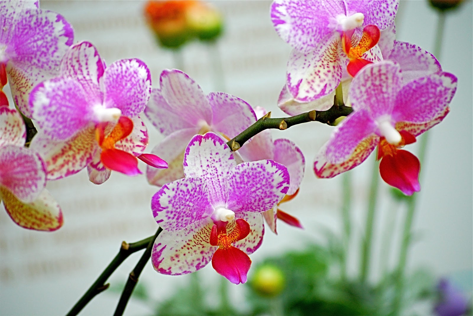NYC ♥ NYC 11th Annual Orchid Show Opens at the New York Botanical