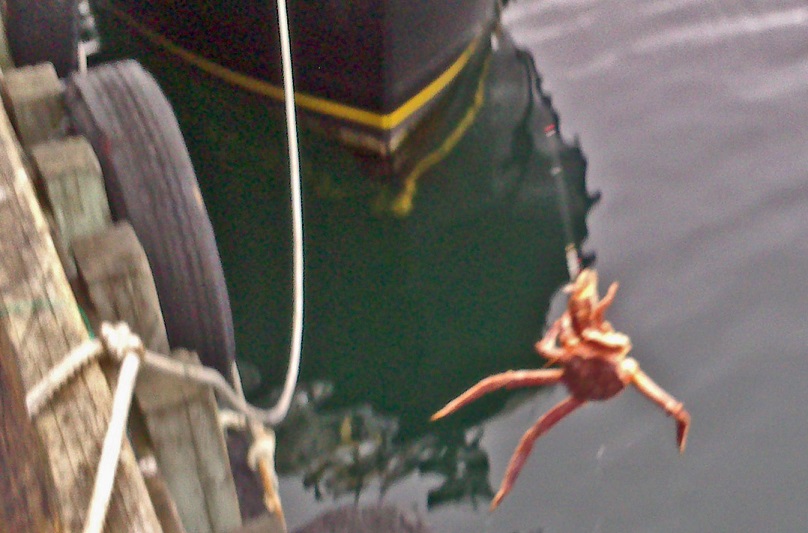 Nordic Safari King crab caught on fishing rod