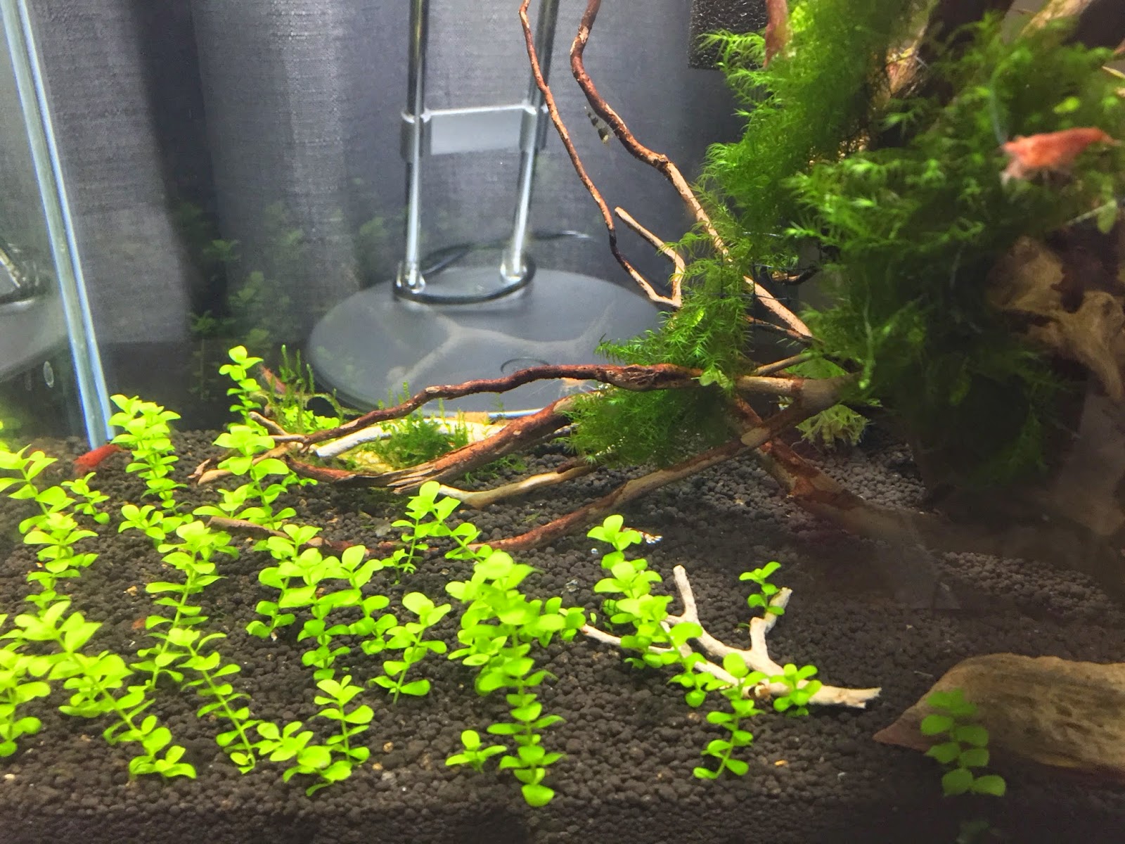 aquaticszone my freshwater aquarium
