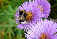 Jardin et Fleures