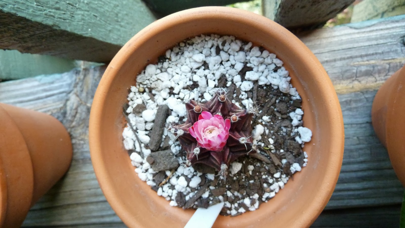 Hooray! Plants! Can a purple "Moon Cactus" survive on it's own?