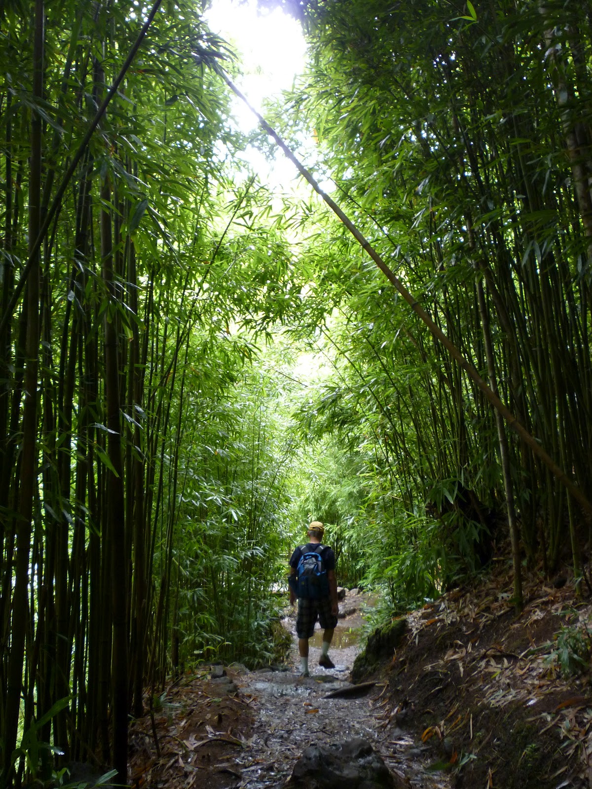 Gladsome Lights Maui Diary 9 Bamboo Forest