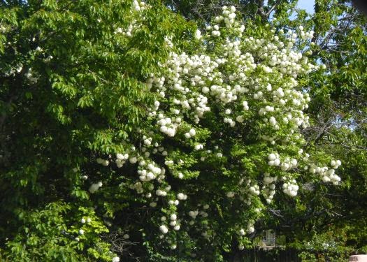 The Nature Of My Memories Snowball