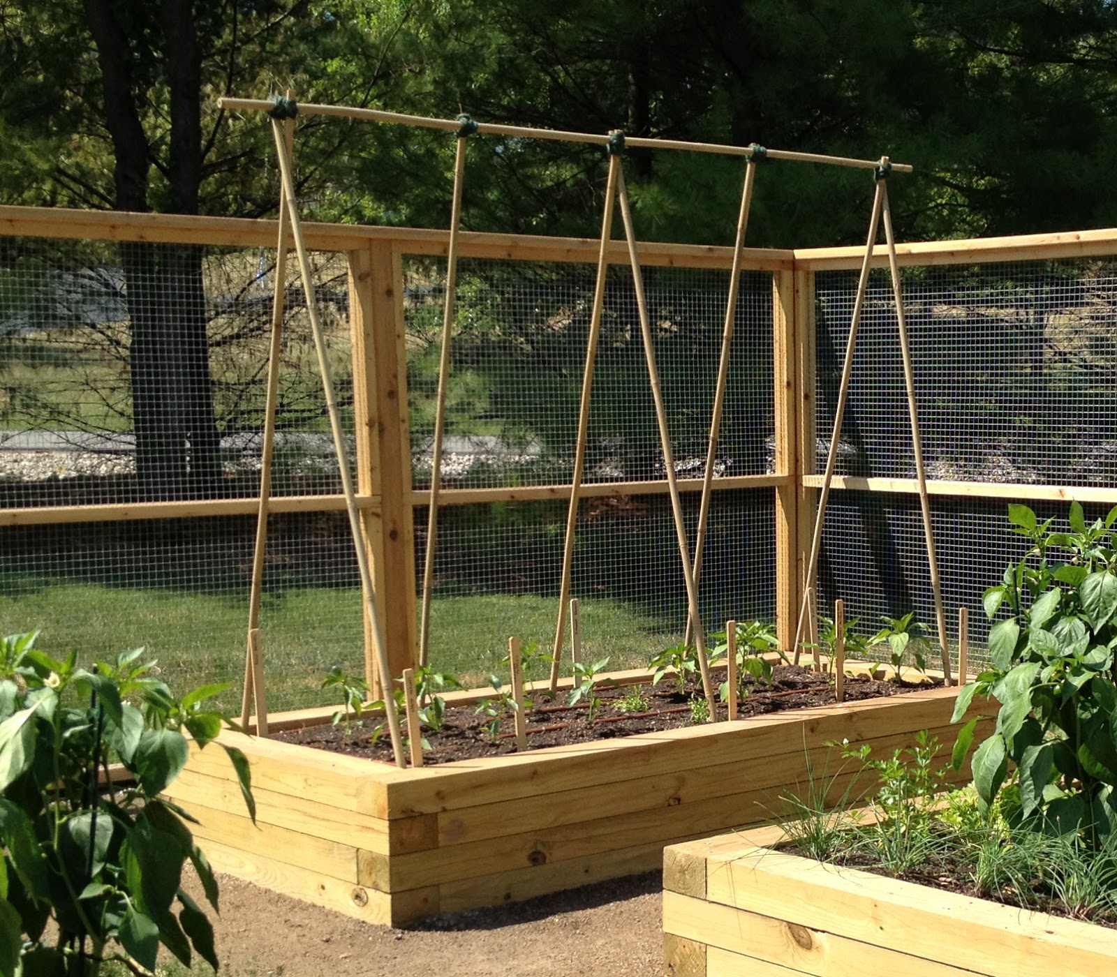 Bamboo Grove Photo Bamboo Garden Stakes