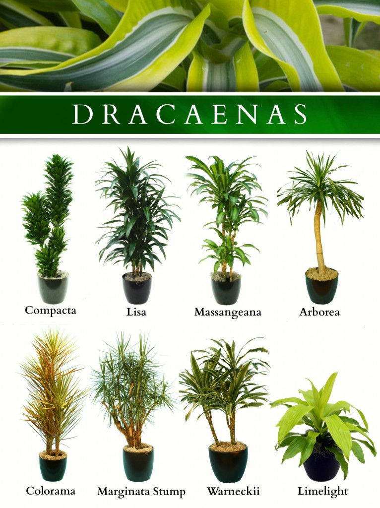 Especies De Dracaenas