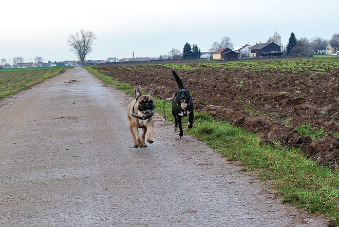 French Bulldog Genki French Bulldog Genki