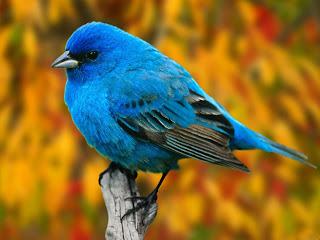 blue sparrow image bird