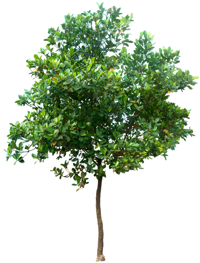 Tropical Plant Pictures: January 2014