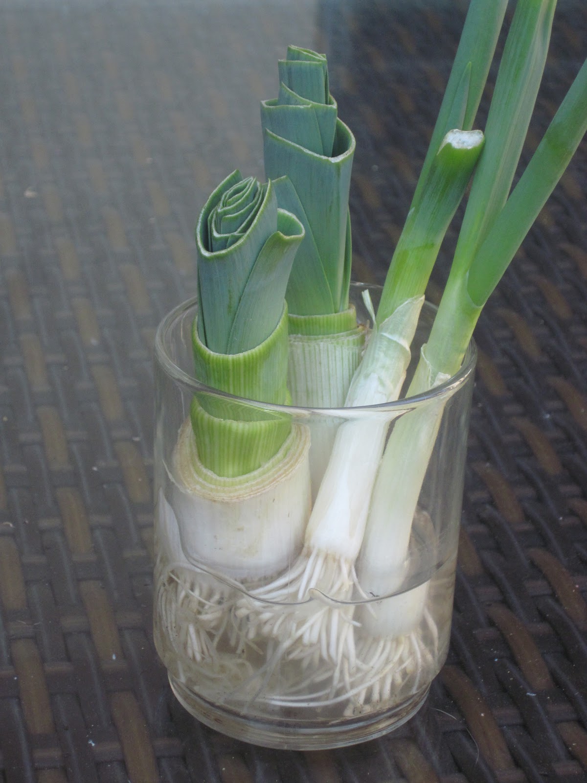 The Green Minimalist How to regrow green onions and leeks.