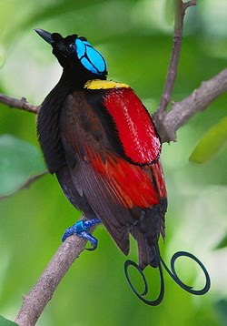 Kinds of Papua Birds