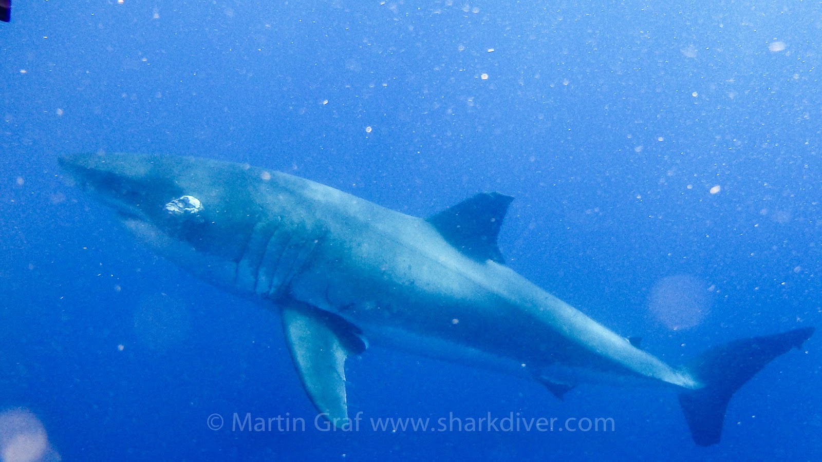 Do sharks get cancer? SharkDiver