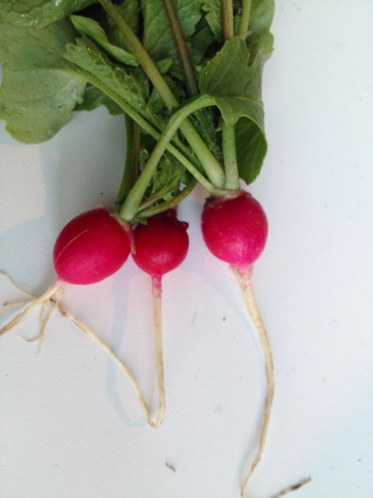 Gardens + Insects Ants on Radishes
