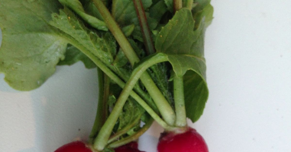 Gardens + Insects Ants on Radishes
