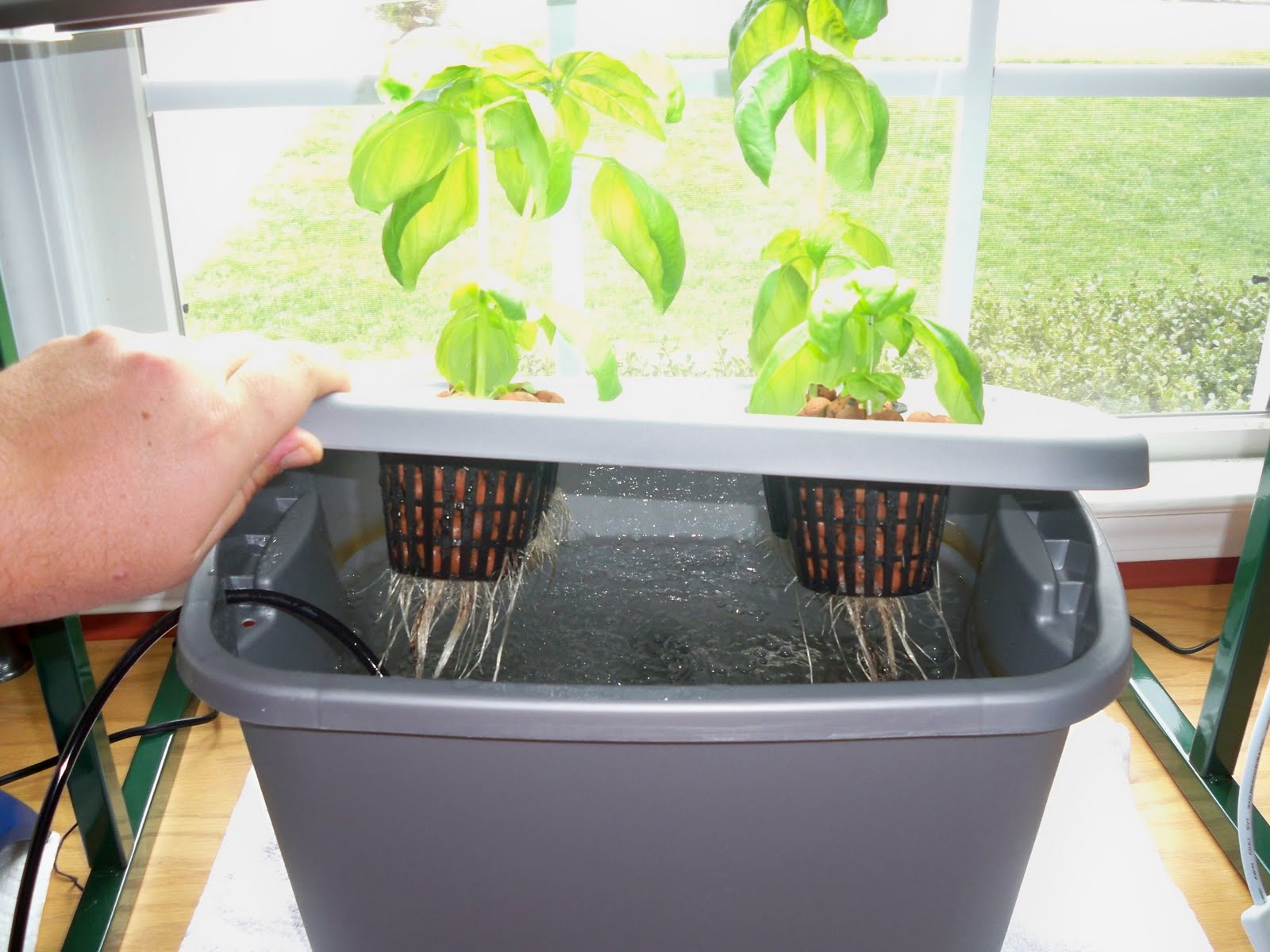 Rick's Roots A Gardening Blog Hydroponic Basil Update 8 Days