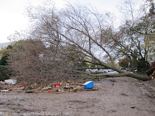 a tree fallen over a pile of trash