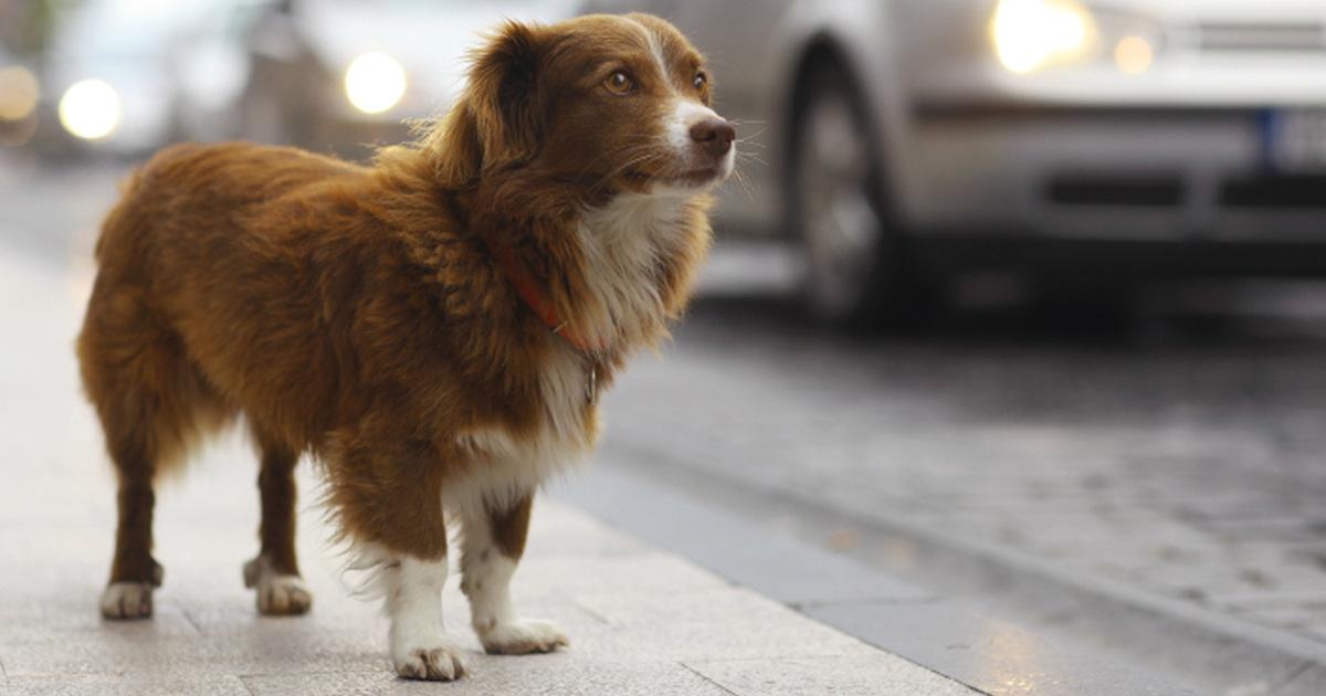 Penas de cárcel y multa económica elevada por maltrato animal