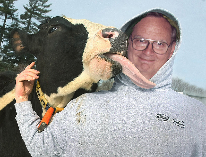 Cozy Thyme Cottage Bob bought a cow and the corn is ready to harvest.