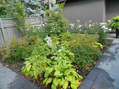 Monochromatic green garden design Danforth backyard by garden muses-not another Toronto gardening blog Monochromatic green garden design Danforth backyard by garden muses-not another Toronto gardening blog