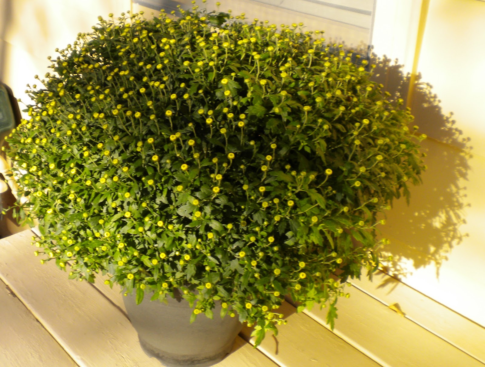 Pats Posts Unblooming mums