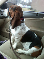 WINSTON - Basset Hound