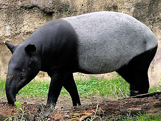 mountain tapir