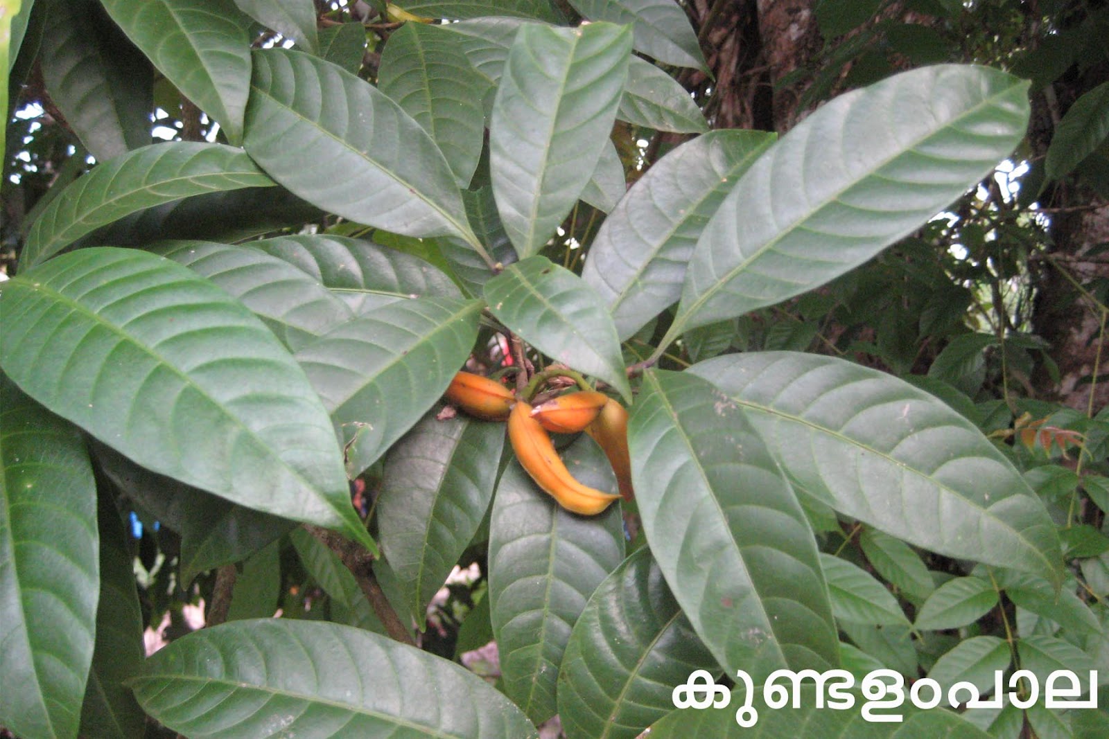 Ayurvedic Medicinal Plants in Kerala