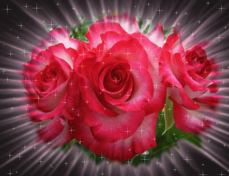 Rosas en movimiento gif - Imagui