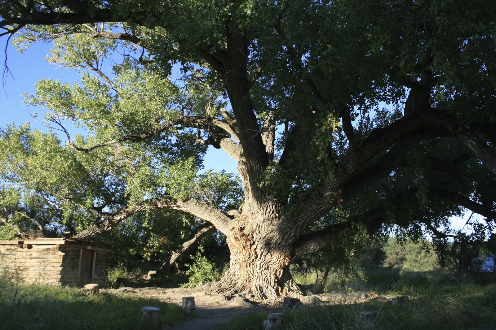 Sonoran Connection The Mighty Cottonwood Tree