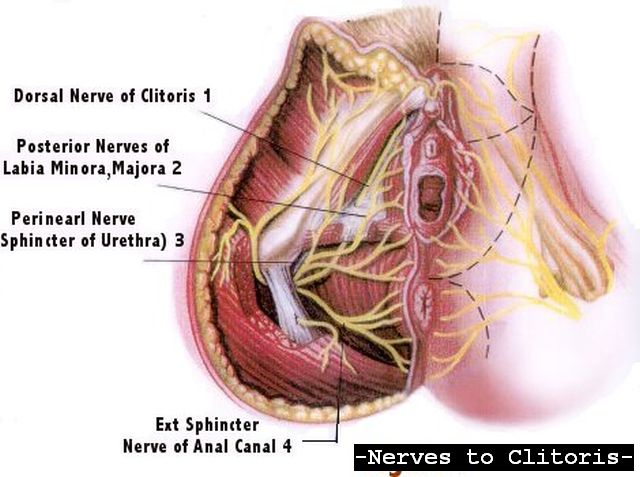 Anatomy of human clitoris - XXX pics