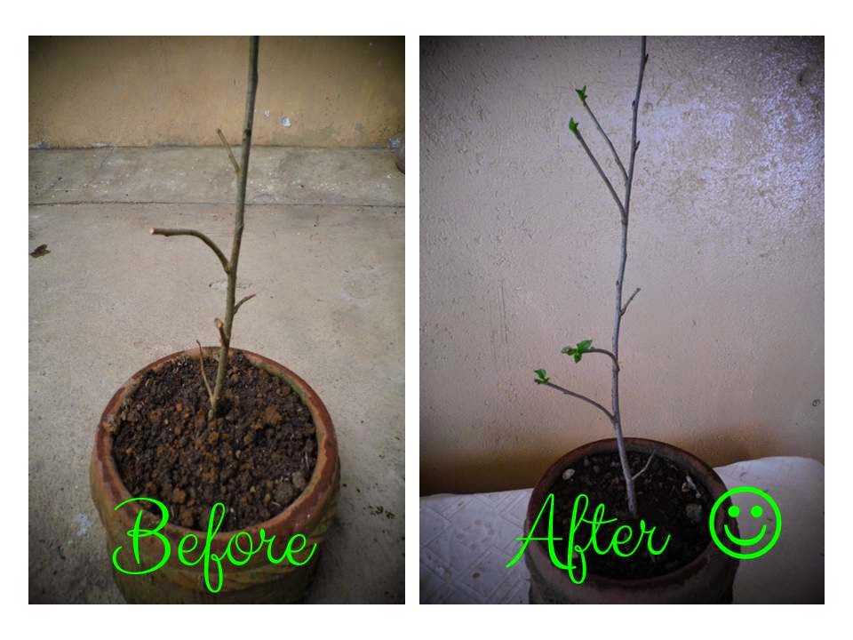 It's Really My World Growing New Apple Tree From Pruned Cuttings