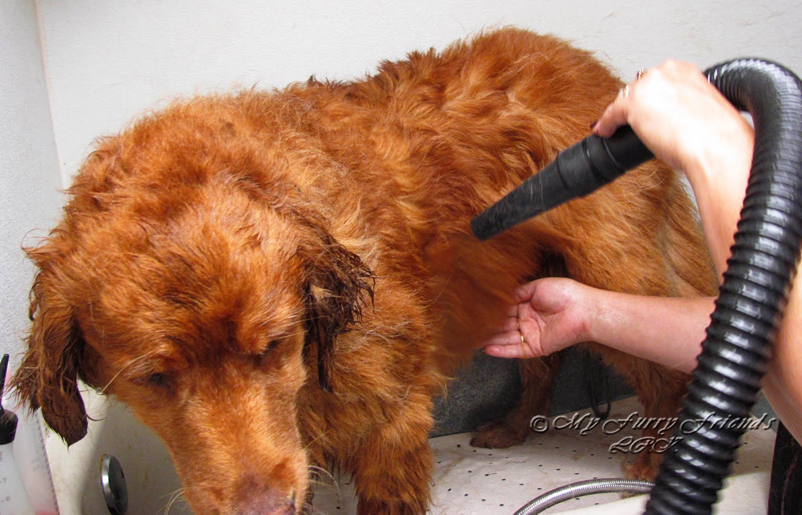 Round Up And Dog S Skin And Coat Round Up And Dog S Skin And Coat