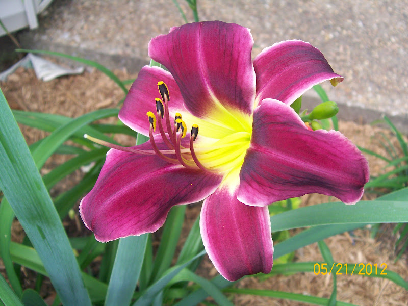 Amateur Gardener: Daylily Country