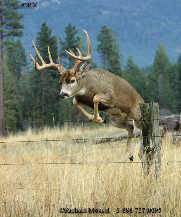 Deer Fencing Deer Fencing