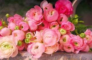 [Image: ranunculus.jpg]