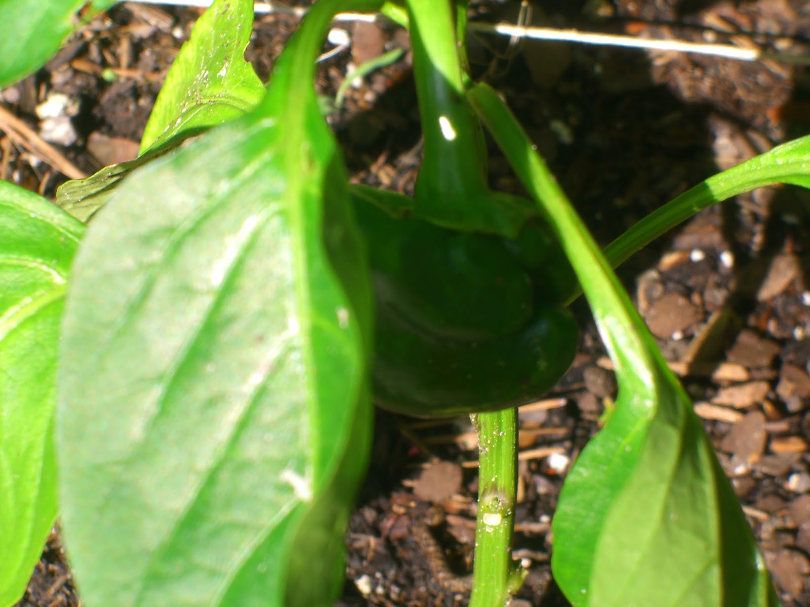 The Working Home Keeper In The Garden & Slug Beer Trap Success!