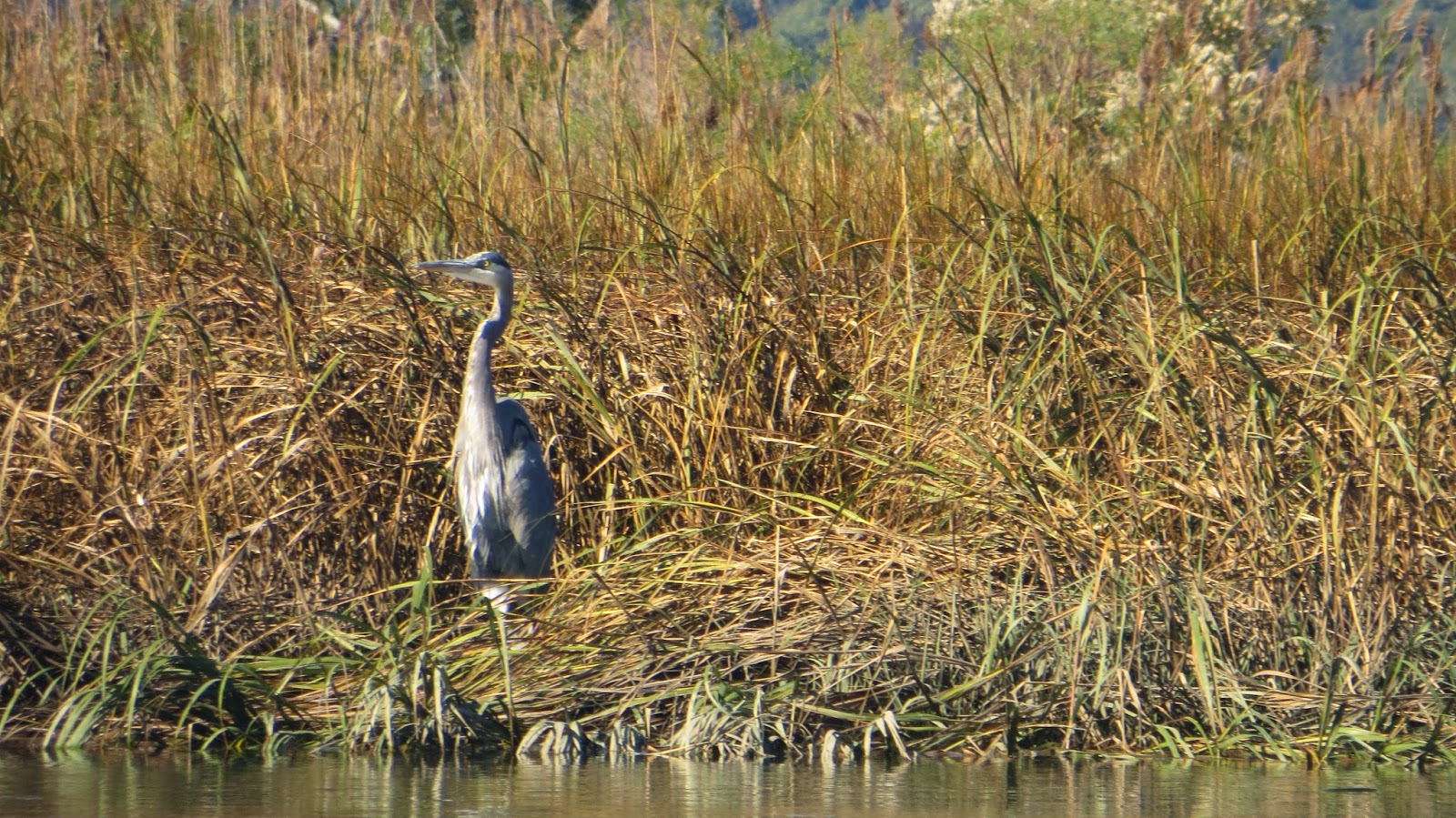 Great Blue at the Edge of the Navesink River Nature on the Edge of