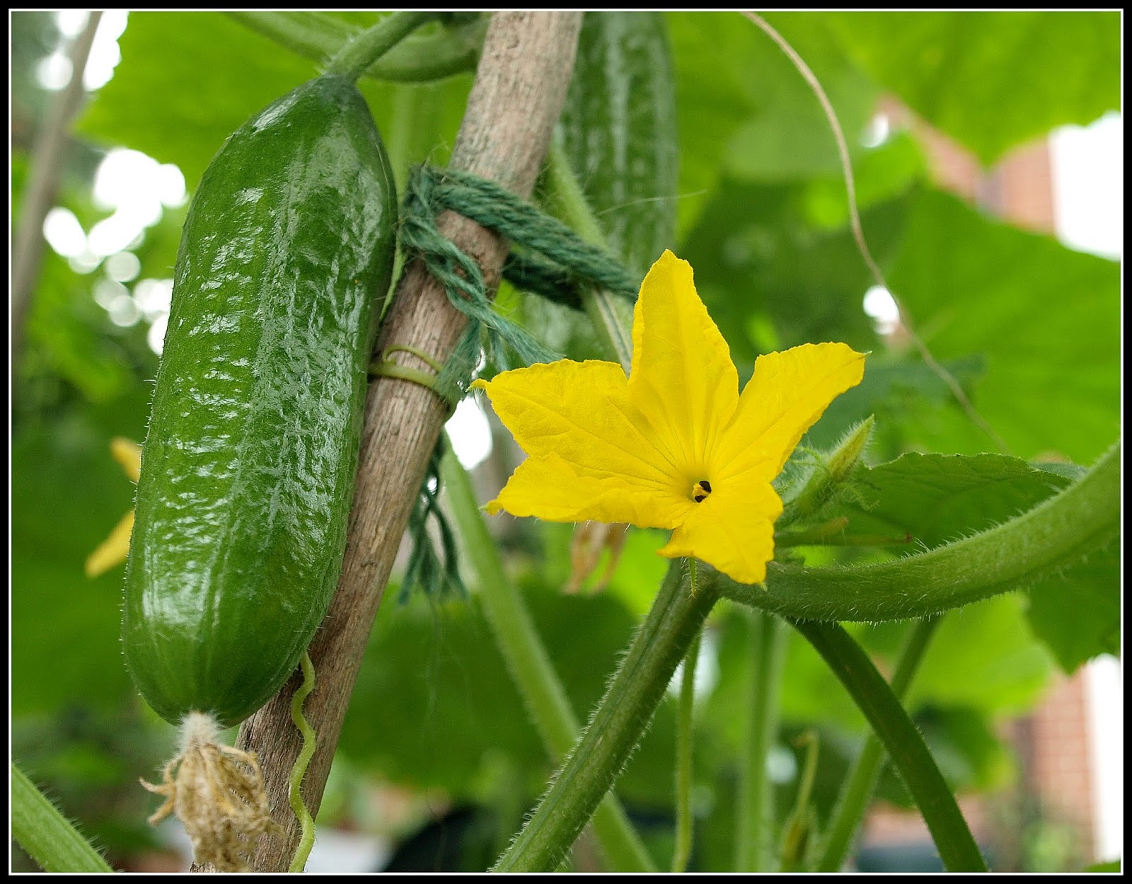Mark's Veg Plot "Cocktail" Cucumbers