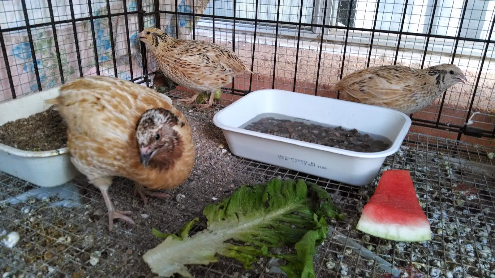 Frugal Freedom: Summer Quail Update